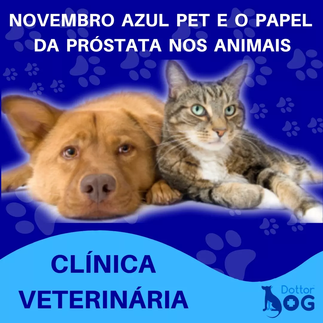 NOVEMBRO AZUL PET E O PAPEL DA PRÓSTATA NOS ANIMAIS